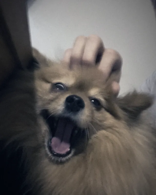 POPI yawning while getting a head scratch