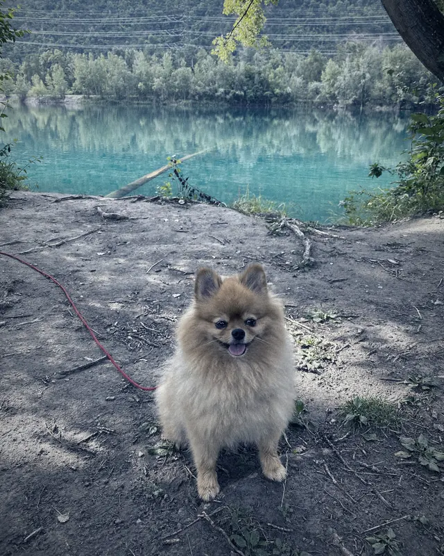 POPI sitting in front of a turquoise mountain lake